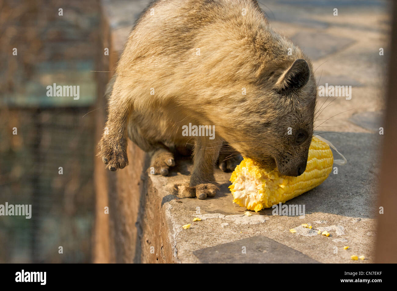 Den Rock Hyrax (Procavia Capensis) oder Cape Hyrax bestellen Familie, Neuling für Zoo von Chiang Mai, Thailand Stockfoto