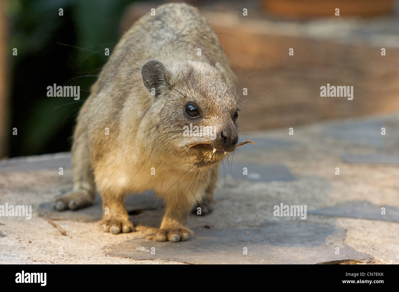 Den Rock Hyrax (Procavia Capensis) oder Cape Hyrax bestellen Familie, Neuling für Zoo von Chiang Mai, Thailand Stockfoto