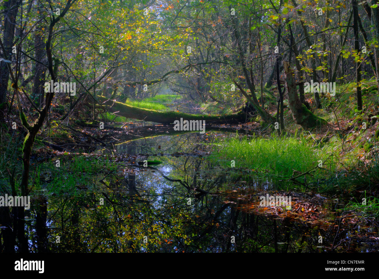 Ein umgestürzter Baum in einem Fluss, in der Tat eine alte, vergessene Chanel in den Wäldern im Herbst. Stockfoto