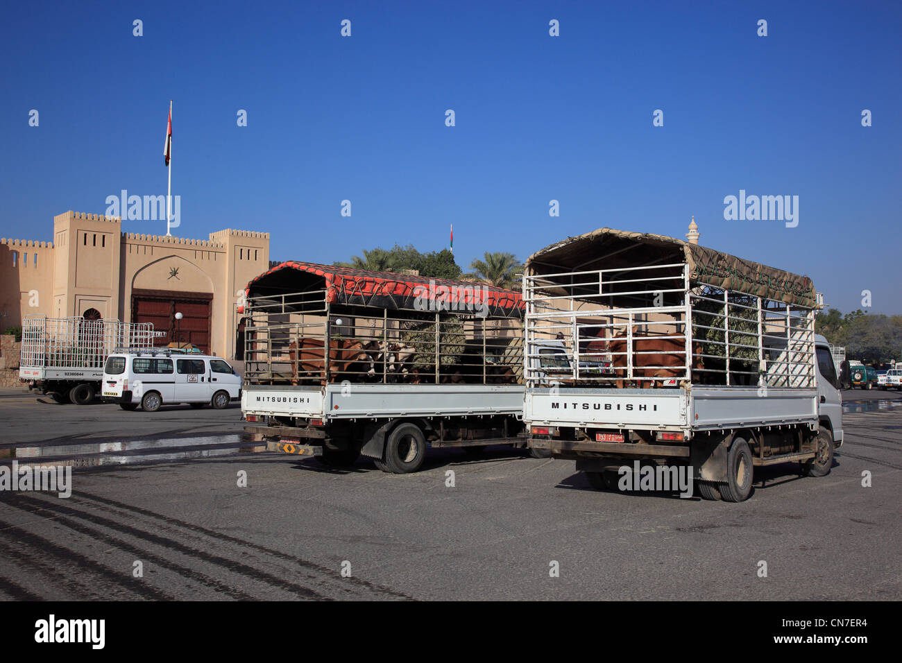 Der Traditionelle Tiermarkt Wird Inzwischen Nur Noch Direkt Ab LKW Abgewickelt. Nizwa ist Das Zentrum des Omanischen Kernlandes. Stockfoto