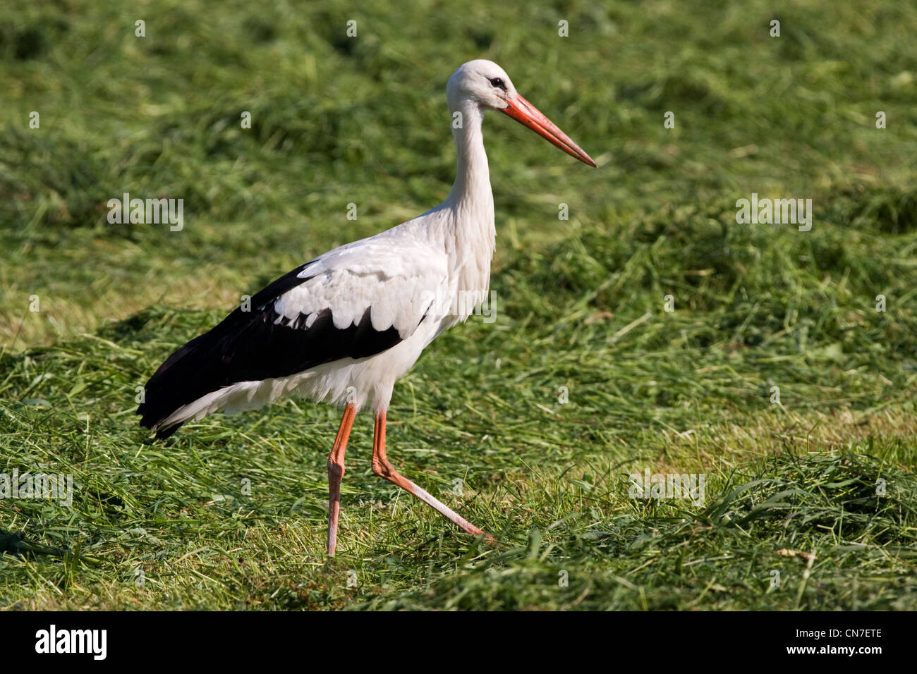 Ein Weißstorch (Ciconia Ciconia), die auf der Suche nach Insekten und Frösche zwischen gemähten Rasen. Stockfoto