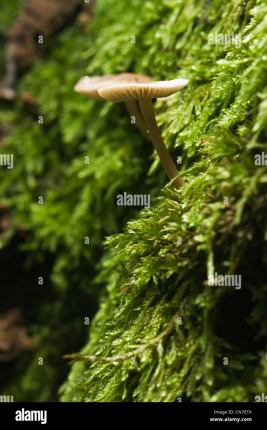 Kleine Pilze, wahrscheinlich Marasmiellus Ramealis, auf einer Moos bewachsenen Eichen wachsen. Stockfoto