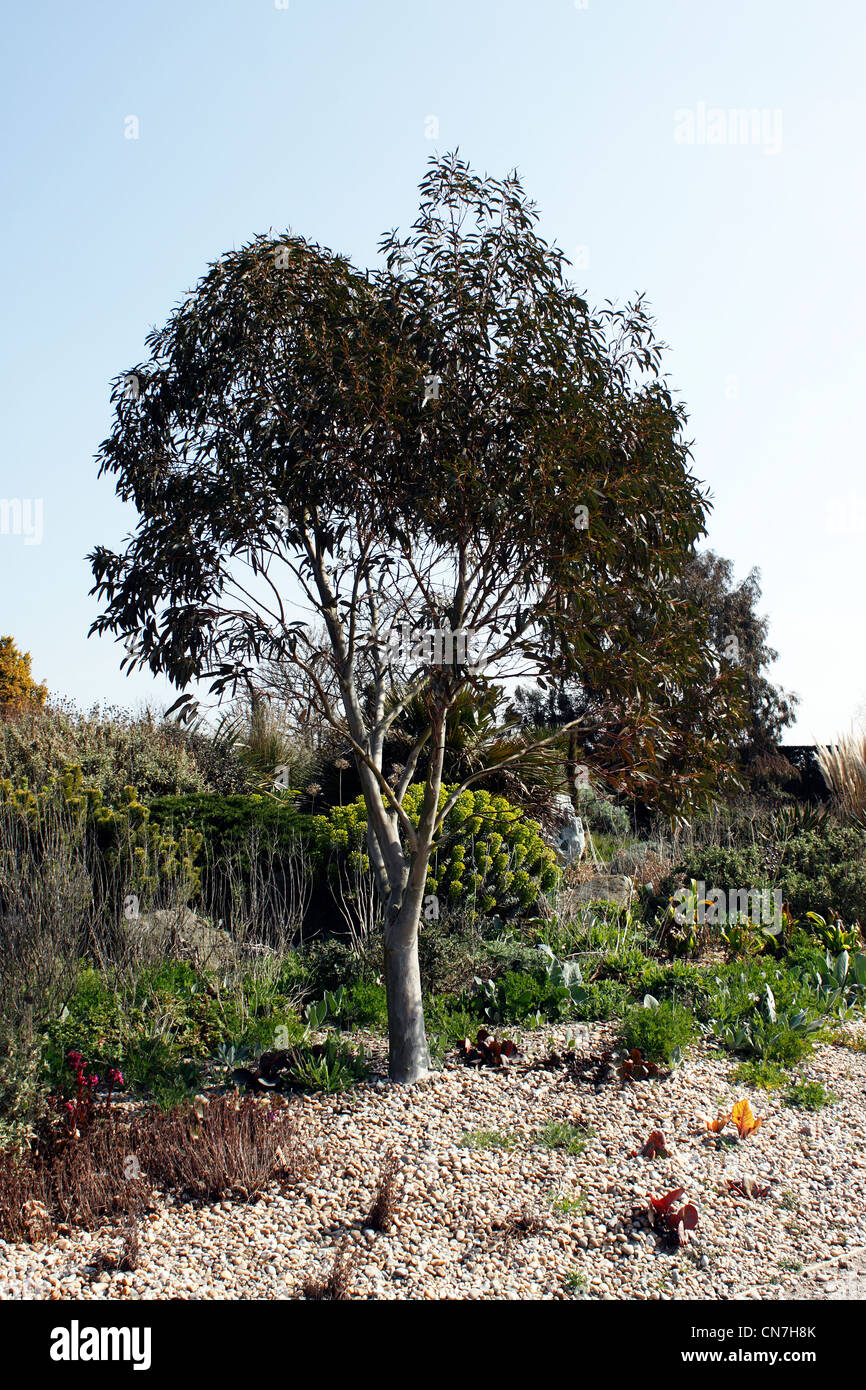 EUKALYPTUS WÄCHST IN DEN TROCKENEN GARTEN BEI RHS HYDE HALL ESSEX UK. Stockfoto