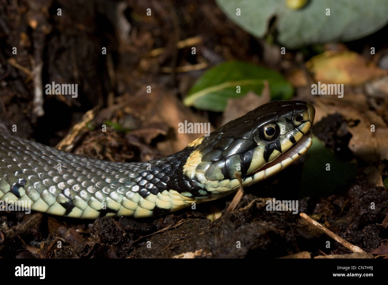 Ringelnatter (Natrix Natrix) mit offenem Mund Stockfoto