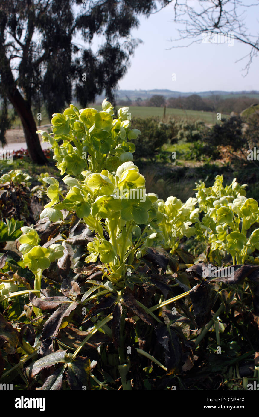 HELLEBORUS ARGUTIFOLIUS. HELLEBORUS. Stockfoto