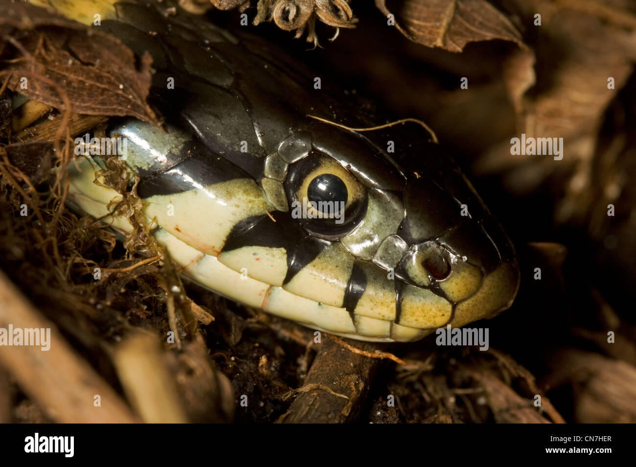 Ringelnatter (Natrix Natrix) in einem Komposthaufen Stockfoto