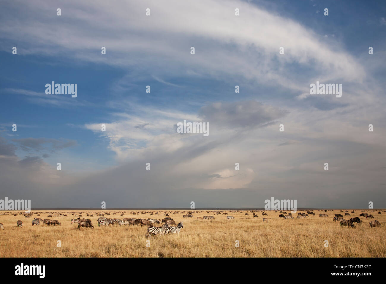 Zebra & Wildebeest Herden während der jährlichen Migration in der Serengeti-Ebene Stockfoto