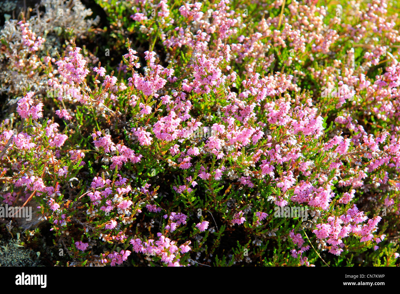 Blühende Wildblumen, Ericaceae, im Herbst Stockfoto