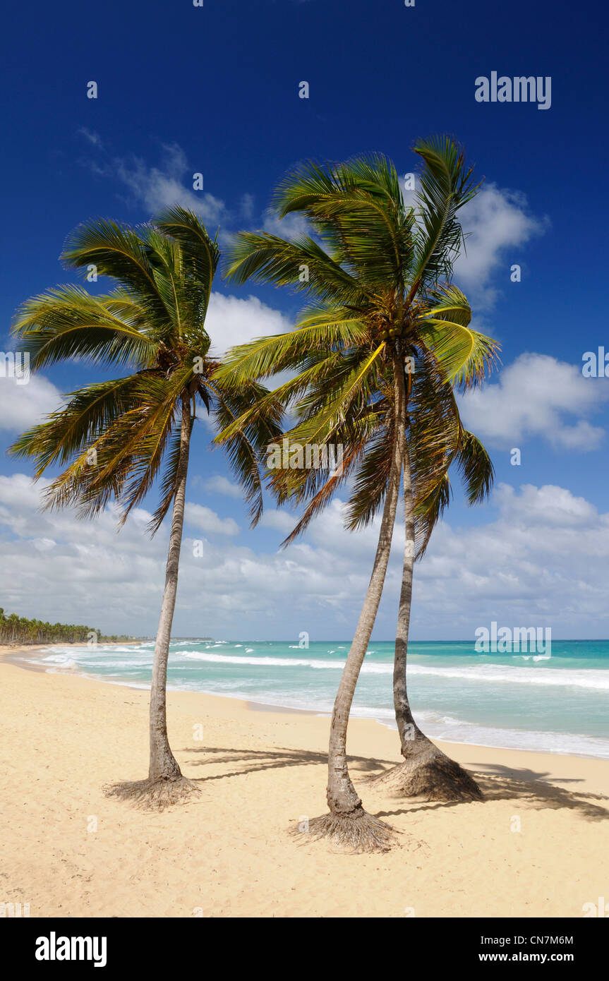 Dominikanische Republik, La Altagracia Provinz, Macao, Coco Bäume am Strand Playa del Macao Stockfoto