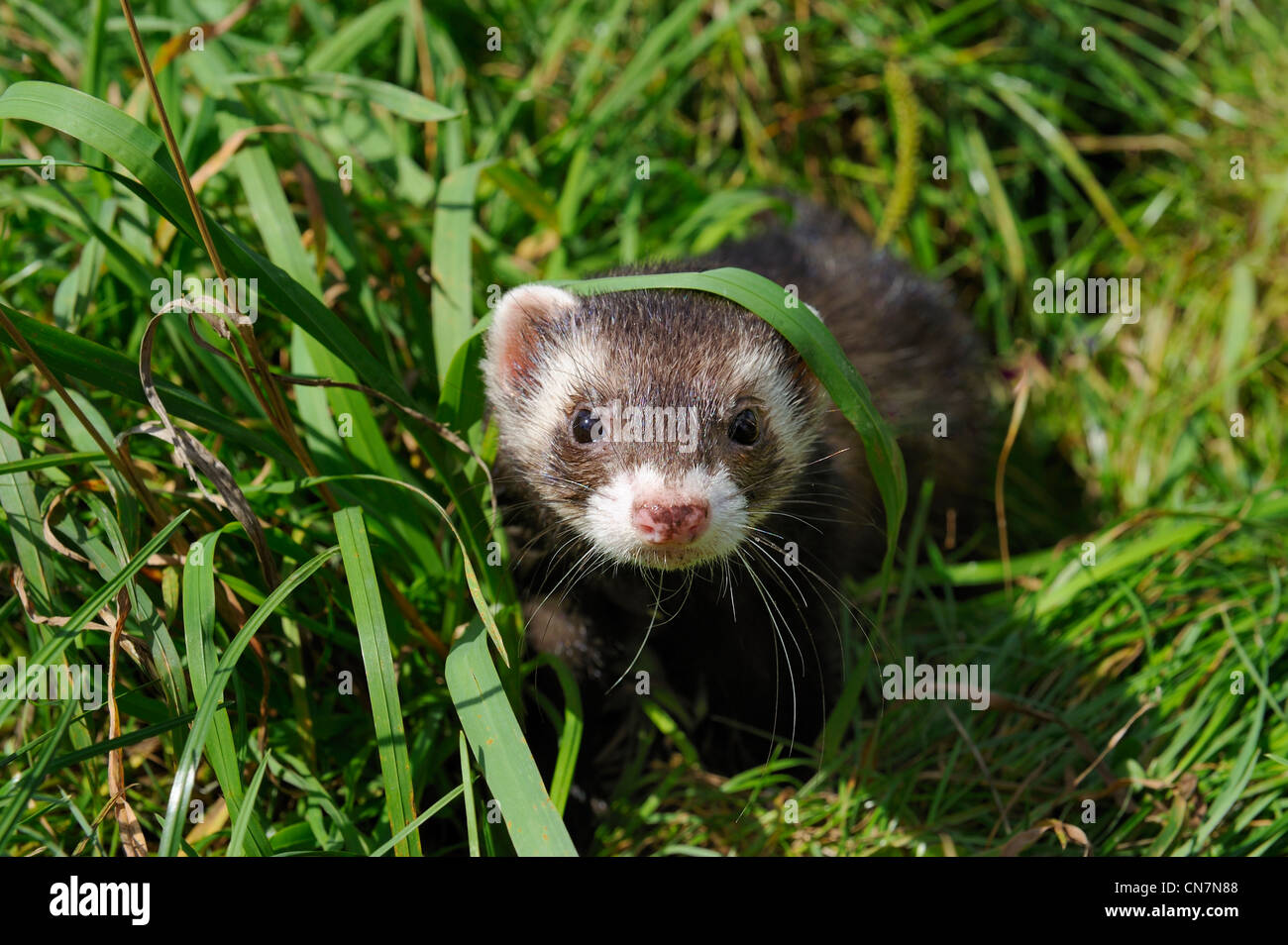 Frankreich, Paris, Bois De Boulogne, inländische Frettchen (Mustela Putorius Furo) Stockfoto