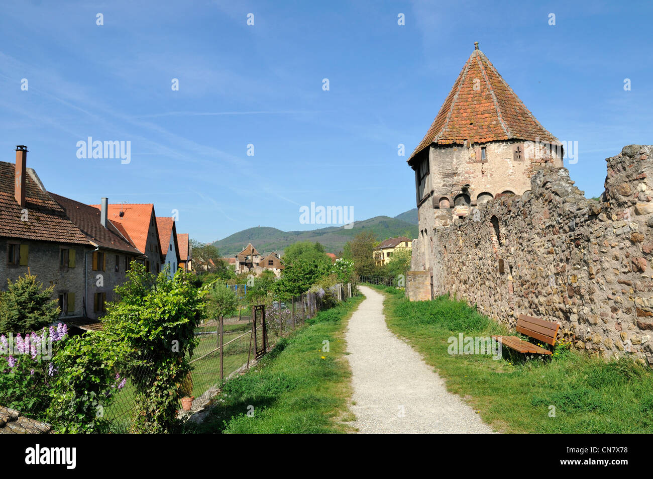 Frankreich, Haut Rhin, Bergheim, Stadtmauer von dem vierzehnten Jahrhundert Pulverturm freitragend, Frühling Stockfoto