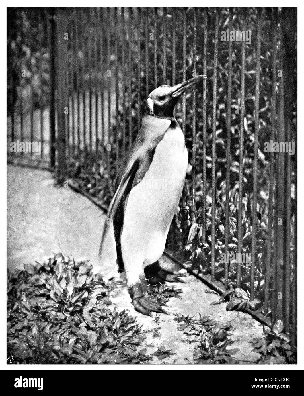 Pinguin im Zoo-Tier 1900 Stockfoto