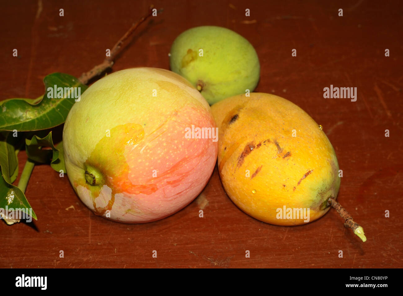 frisch gepflückten Mangos auf Tabelle oben, wissenschaftlichen Namen Mangifera Indica. Stockfoto