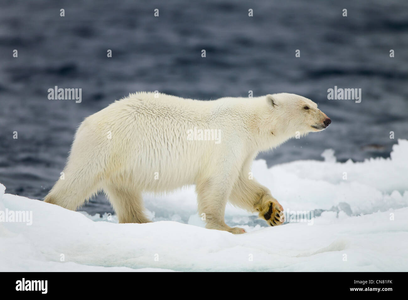 Norwegen, Svalbard, Nordaustlandet, Eisbär (Ursus Maritimus) zu Fuß auf Eisscholle in der Nähe des bärtigen Dichtung zu töten Stockfoto