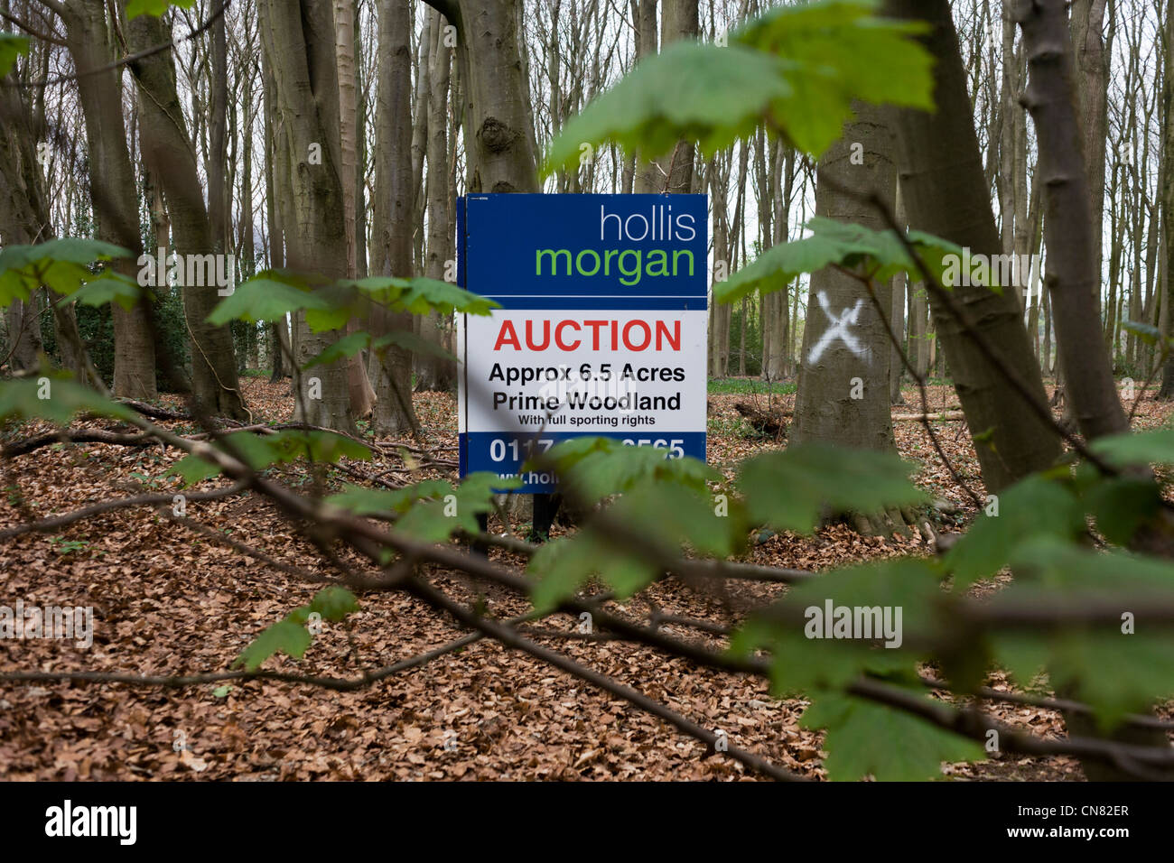 Auktionators Schild kündigt einen bevorstehenden Wald Verkauf Versteigerung für privaten Grundstücken in North Somerset. Stockfoto