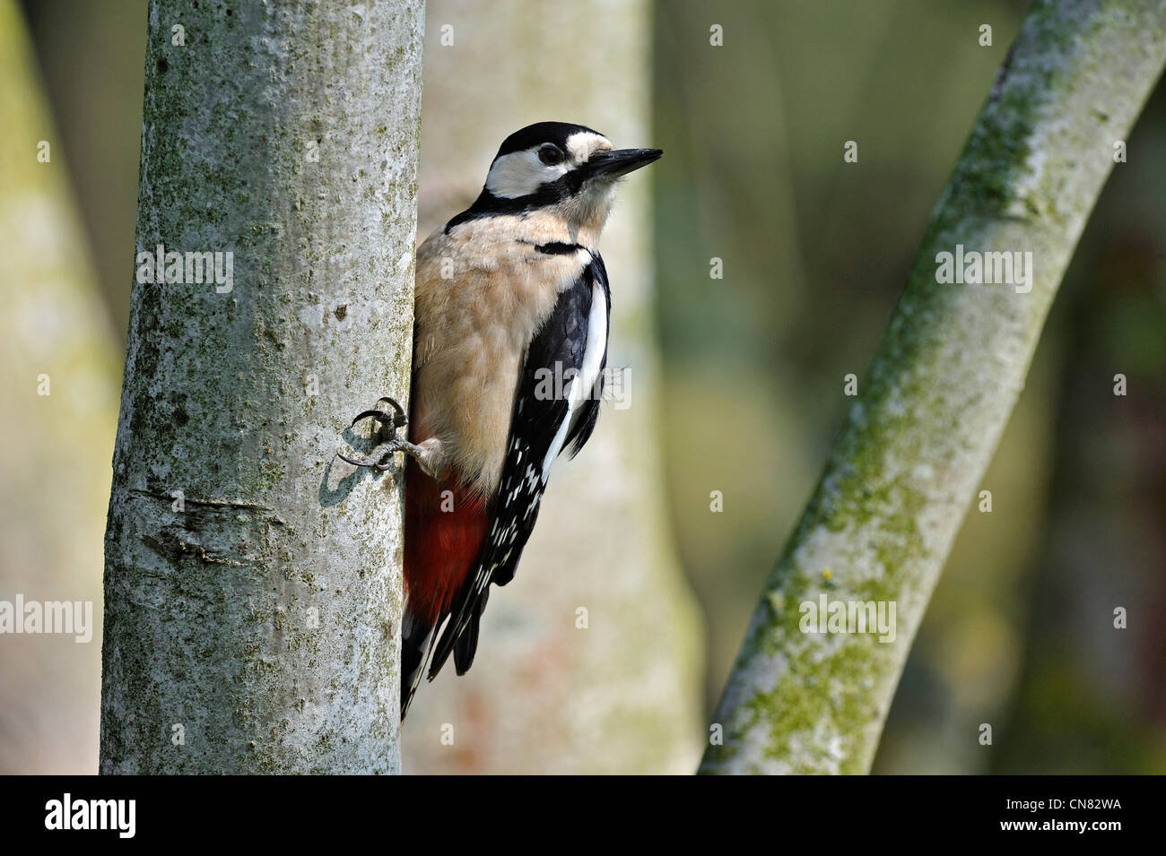 Buntspecht (Dendrocopus großen) weiblich auf Baumstamm im Wald, Belgien Stockfoto