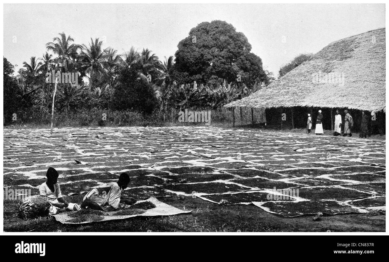 1917 Gewürznelke Trocknung in Zanzibar Bauernhof Landwirtschaft Myrtaceae, Syzygium aromaticum Stockfoto