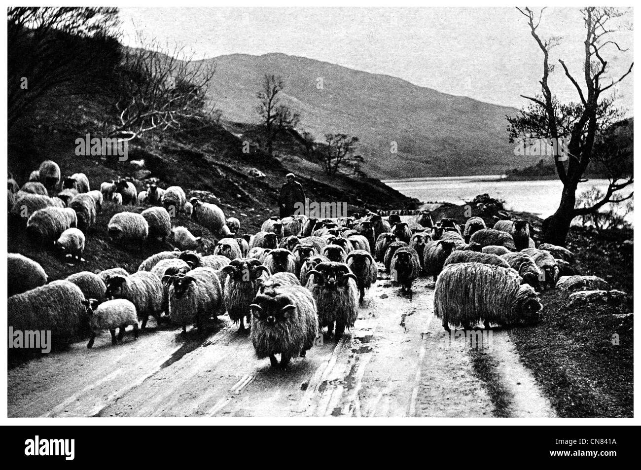 Schottland schwarze Schafe, die Cheviot Hills ersten 1917 veröffentlicht konfrontiert Stockfoto