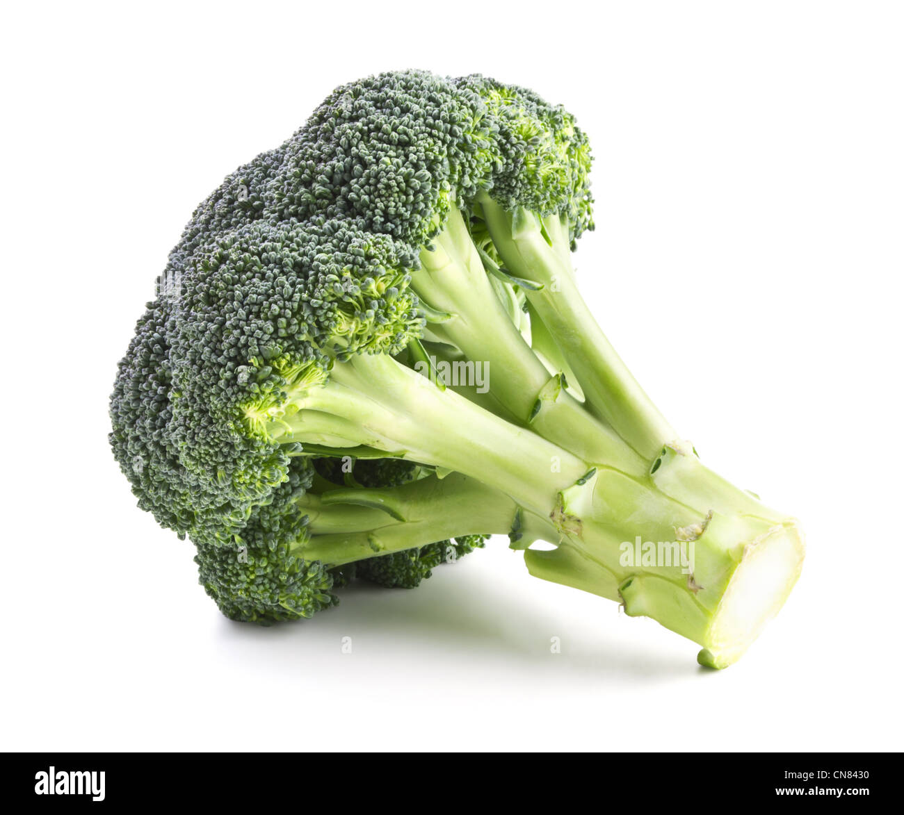 Frischer Brokkoli isoliert auf weißem Hintergrund Stockfoto