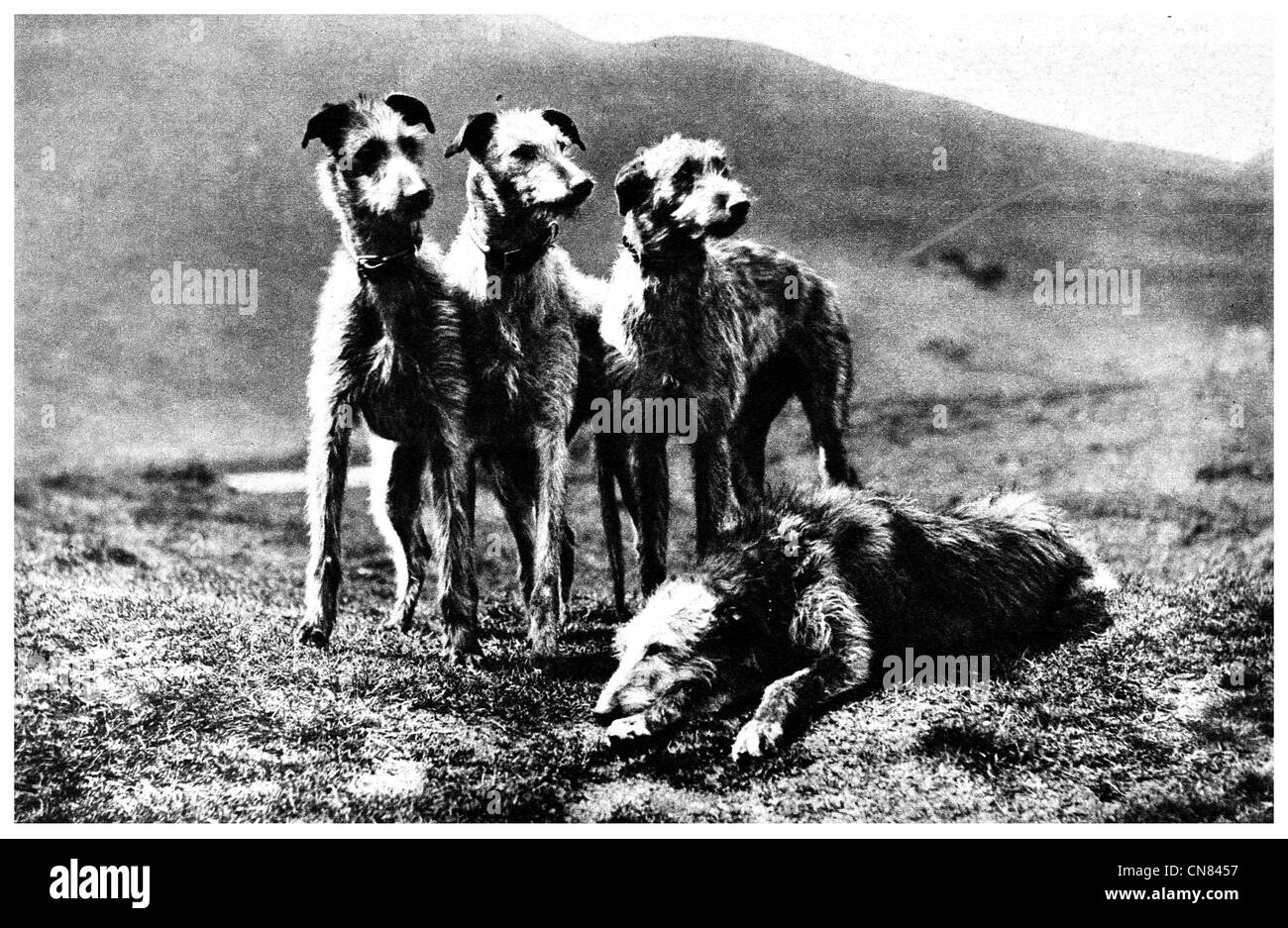 Sportliche Hunde Aberfoyle Perthshire Stockfoto