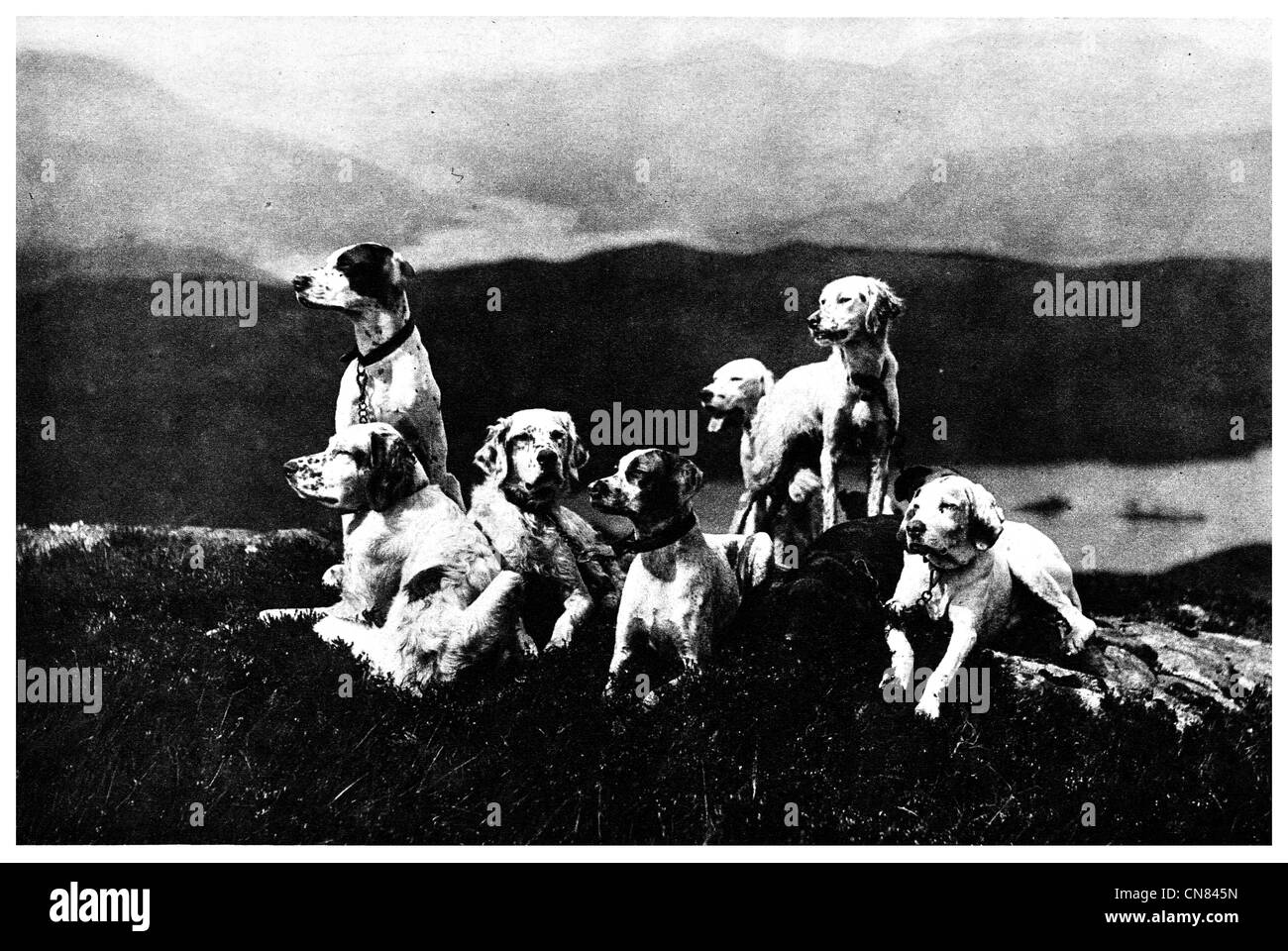 Pack Scottish Deerhounds erste veröffentlichte 1917 Stockfoto