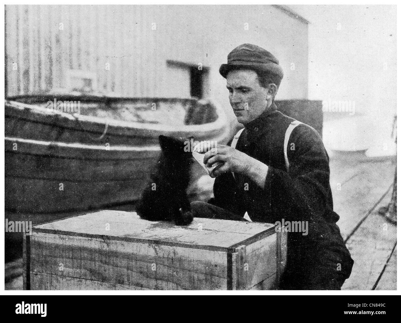 Erste veröffentlichte 1917 Fox Cub trinken Kondensmilch Kodiak Kanada Stockfoto