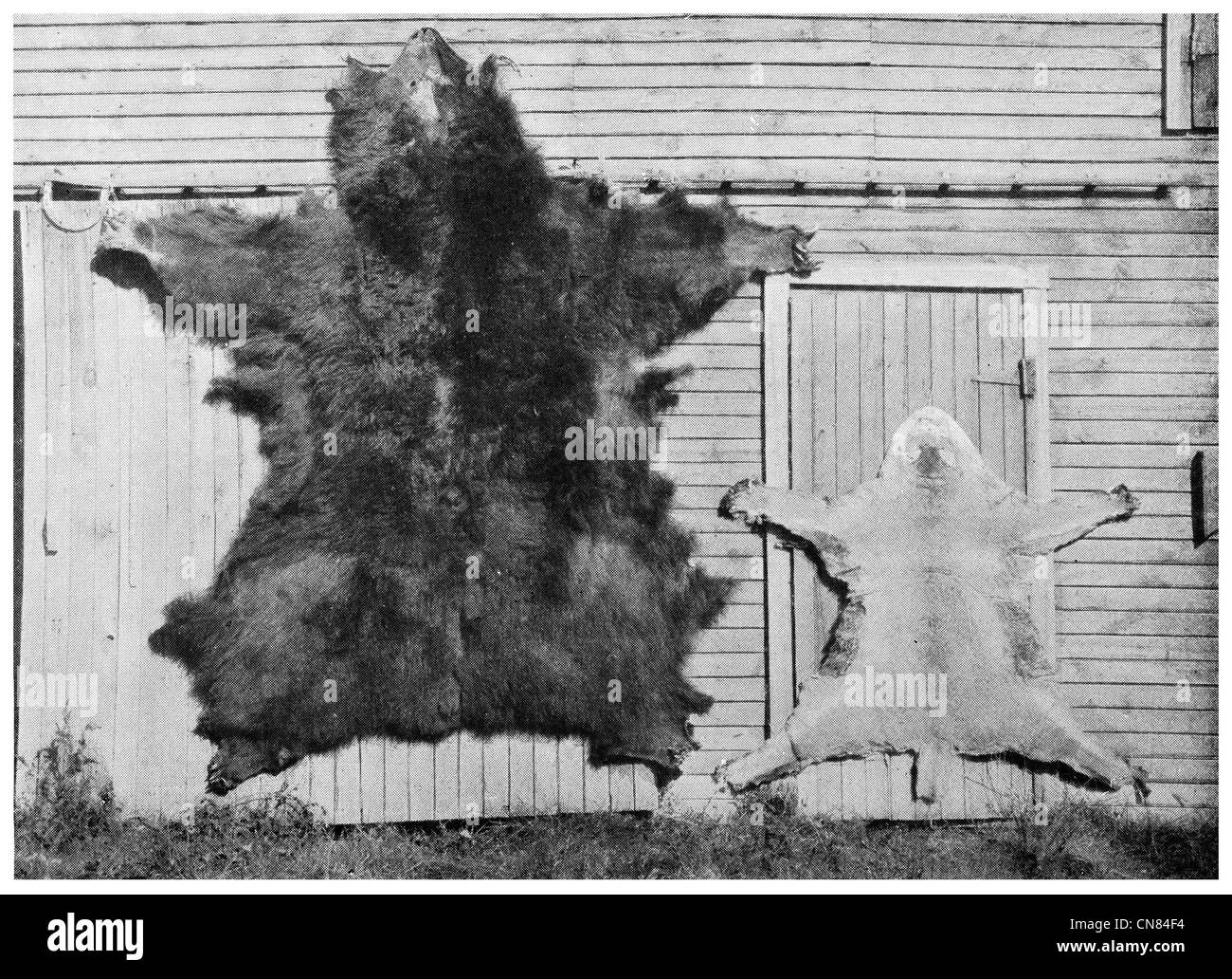 Zuerst veröffentlicht 1917 Kodiak Bären Haut Fell Pelzmantel Stockfoto
