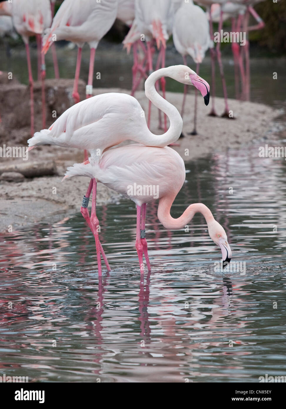 Rosaflamingos (Phoenicopterus Roseus) Paaren, UK Stockfoto