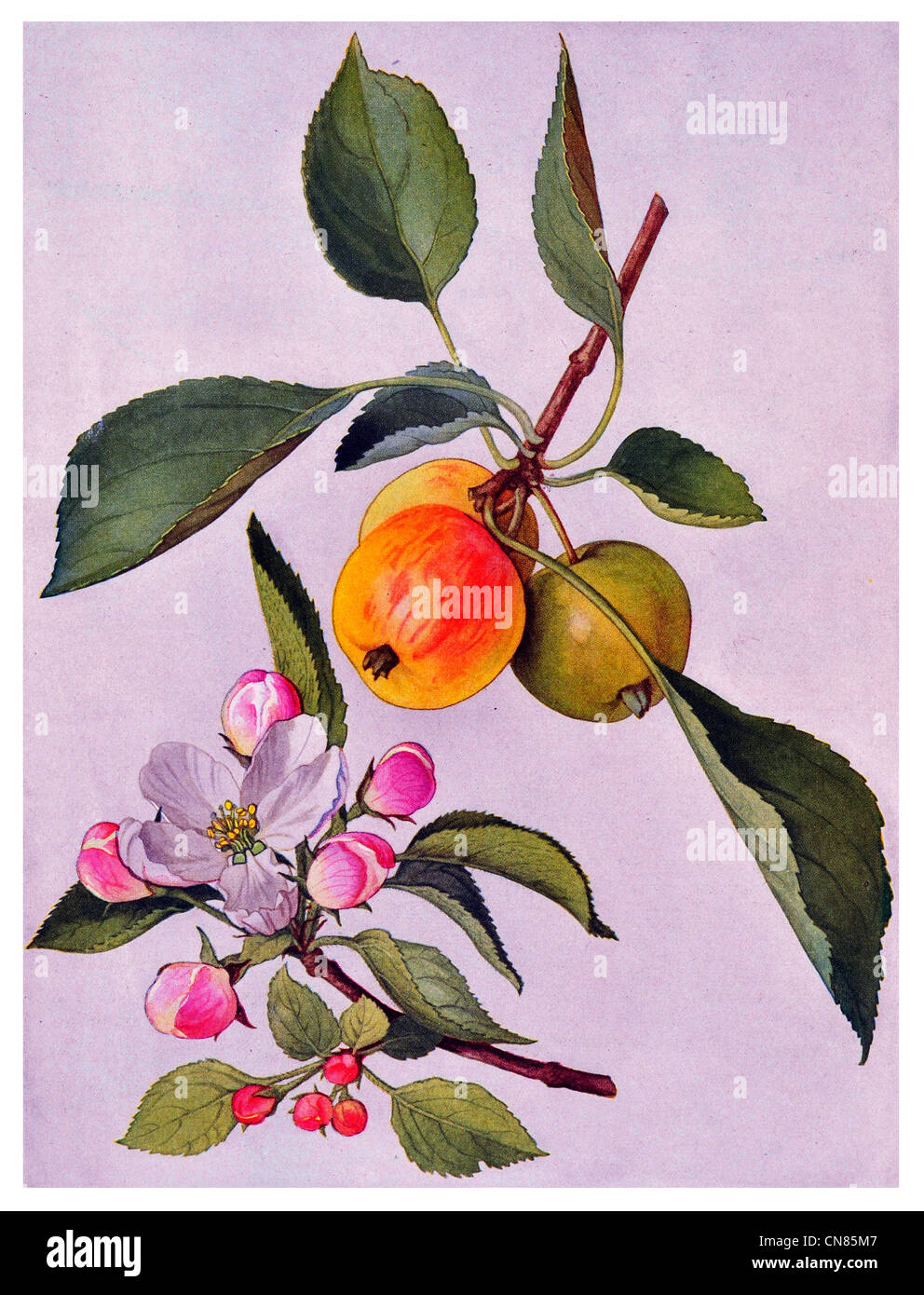 Zuerst veröffentlicht 1917 Apple und Blüte Malus Sylvestris Europäische Holzapfel Stockfoto