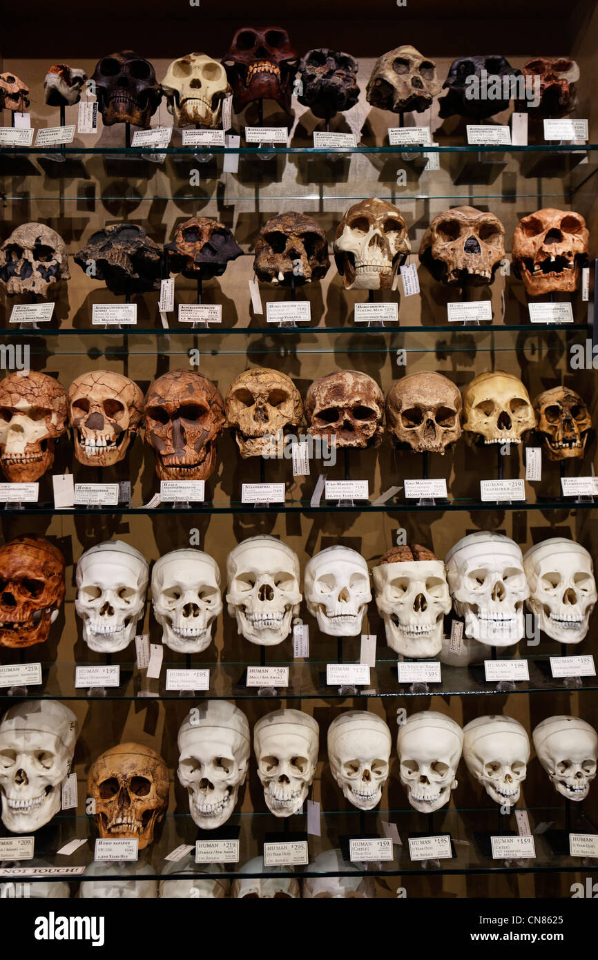 Vereinigte Staaten, New York City, Manhattan, Soho, Sammlung von Schädeln, Evolution-Shop, spezialisiert in den Sammlungen des natürlichen Stockfoto