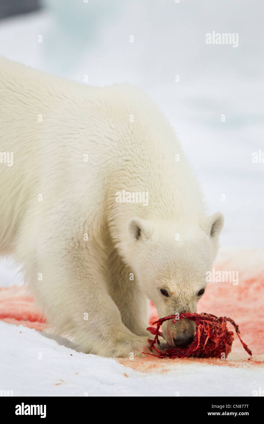 Norwegen, Spitzbergen, Nordaustlandet, Eisbär (Ursus Maritimus) Fütterung auf Skelettreste von bärtigen Dichtung zu töten Stockfoto