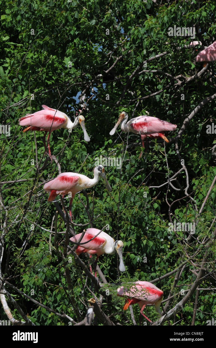 Majestätische große Reiher und Rosalöffler Wasservögel nisten auf Island, Texas im Frühjahr. Ein Naturschutzgebiet von der Audubon gefördert Stockfoto