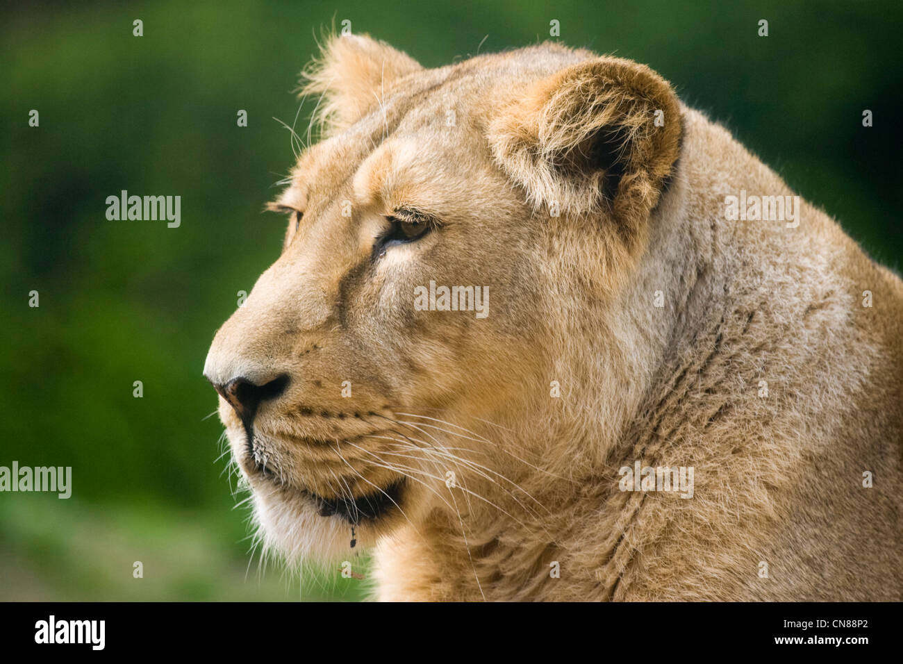 Asiatische Löwe - Panthera Leo persica Stockfoto