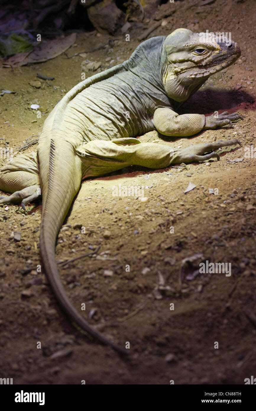 Rhinozeros-Leguan - Cyclura cornuta Stockfoto