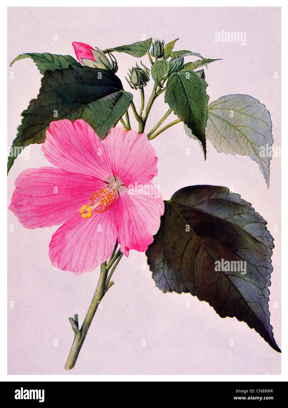 Erste veröffentlichte 1915 Sumpf Eibisch Hibiscus Moscheutos Stockfoto