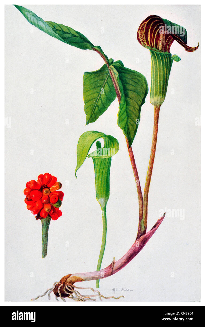 Zuerst veröffentlicht 1915 Jack in der Kanzel Arisaema triphyllum Stockfoto
