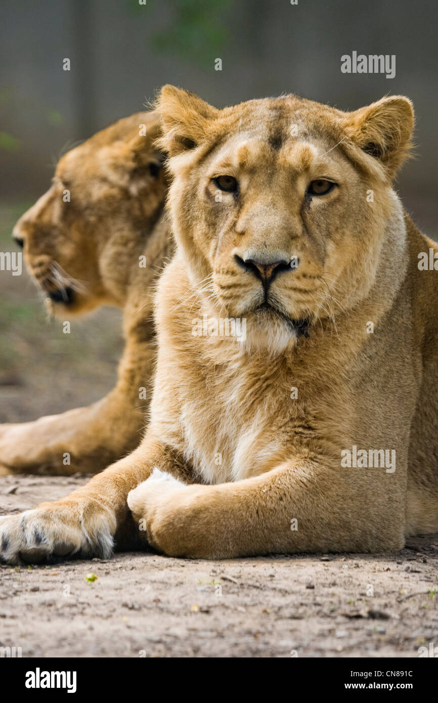 Asiatische Löwen - Panthera Leo persica Stockfoto