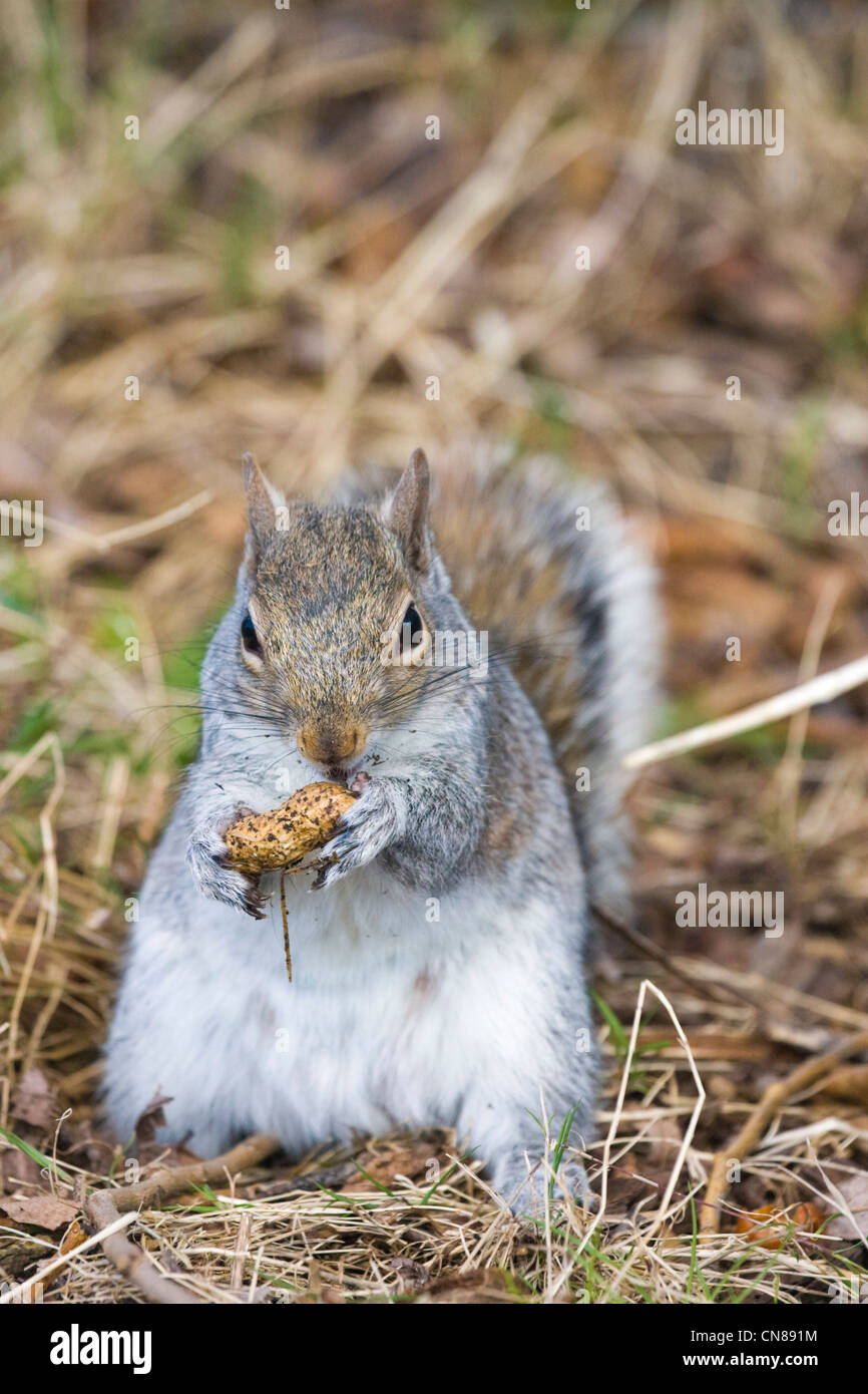 Graue Eichhörnchen Essen, UK Stockfoto