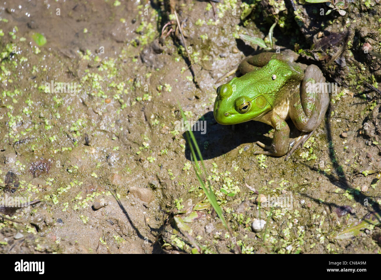 Amerikanischer Ochsenfrosch - Rana catesbeiana Stockfoto