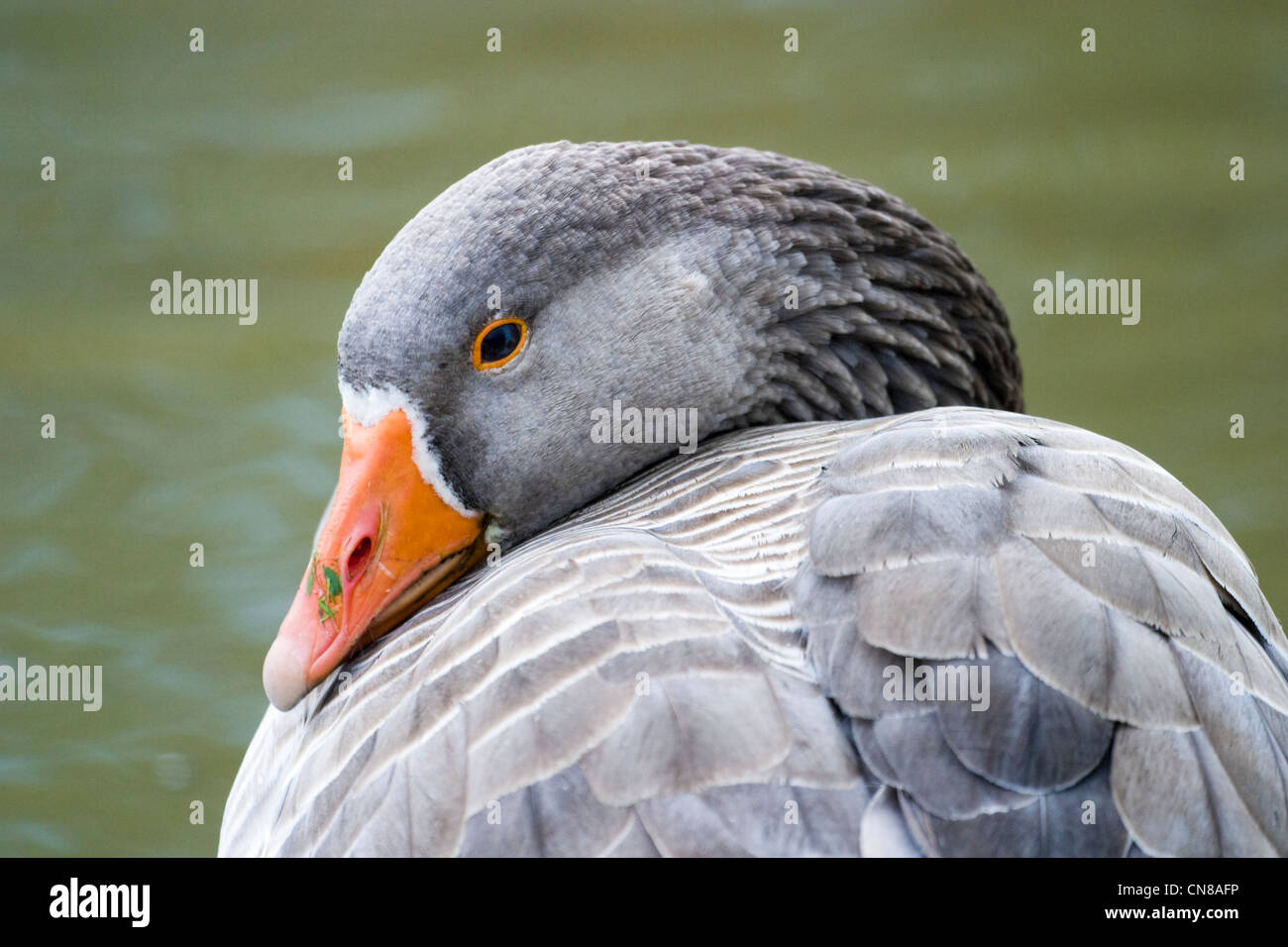 Graugans - Anser anser Stockfoto