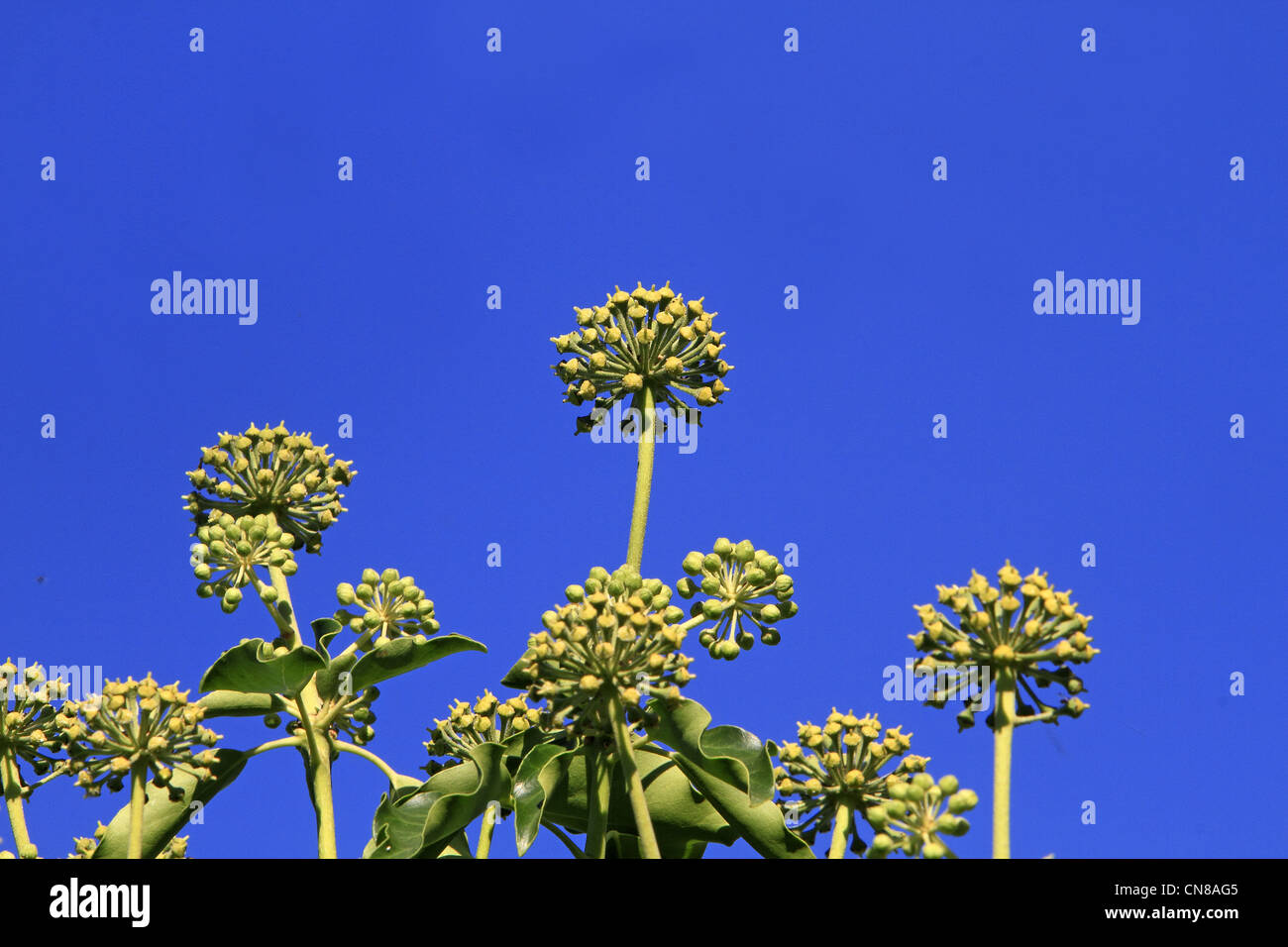 Frankreich, Bas-Rhin, gemeinsame Ivy, Englisch Efeu (Hedera Helix), Obst Stockfoto