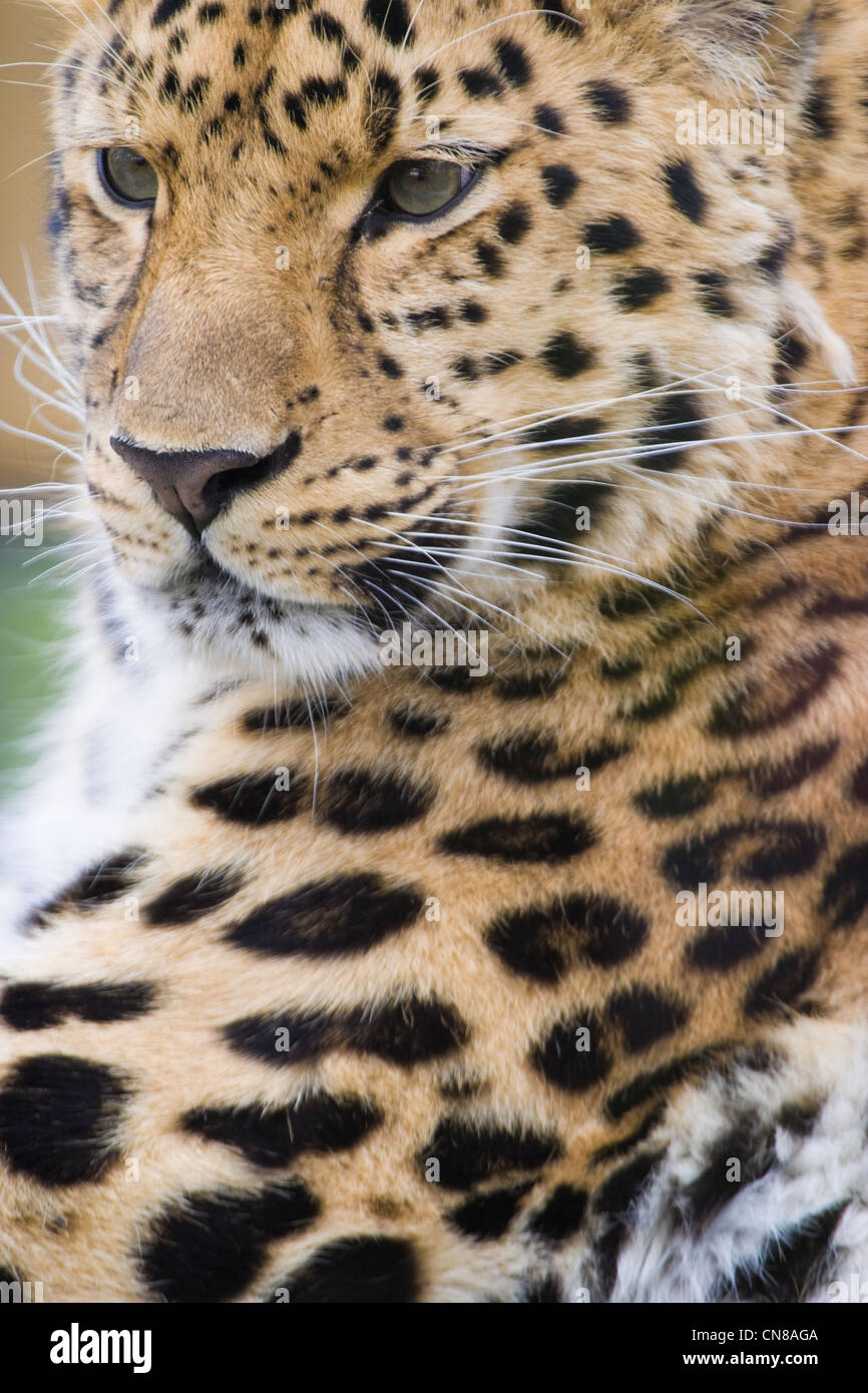 Amur-Leopard - Panthera pardus Stockfoto