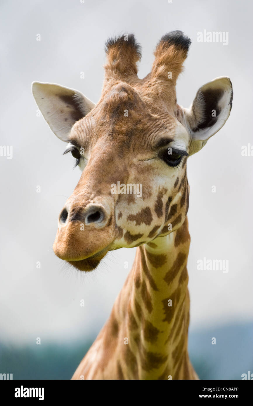 Giraffe - Giraffe Giraffa Stockfoto