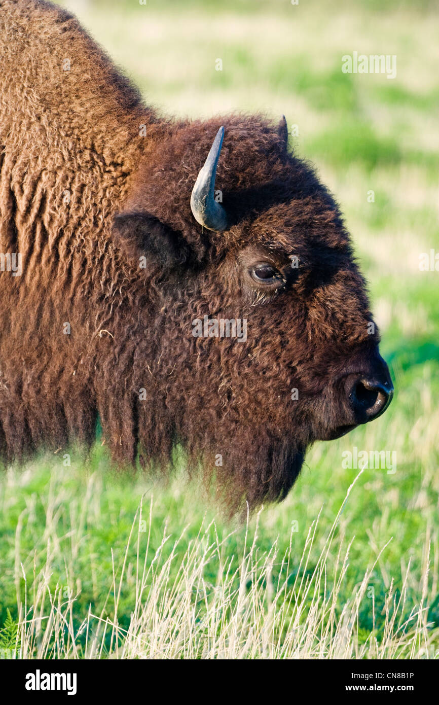 Amerikanischer Bison - Bison bison Stockfoto
