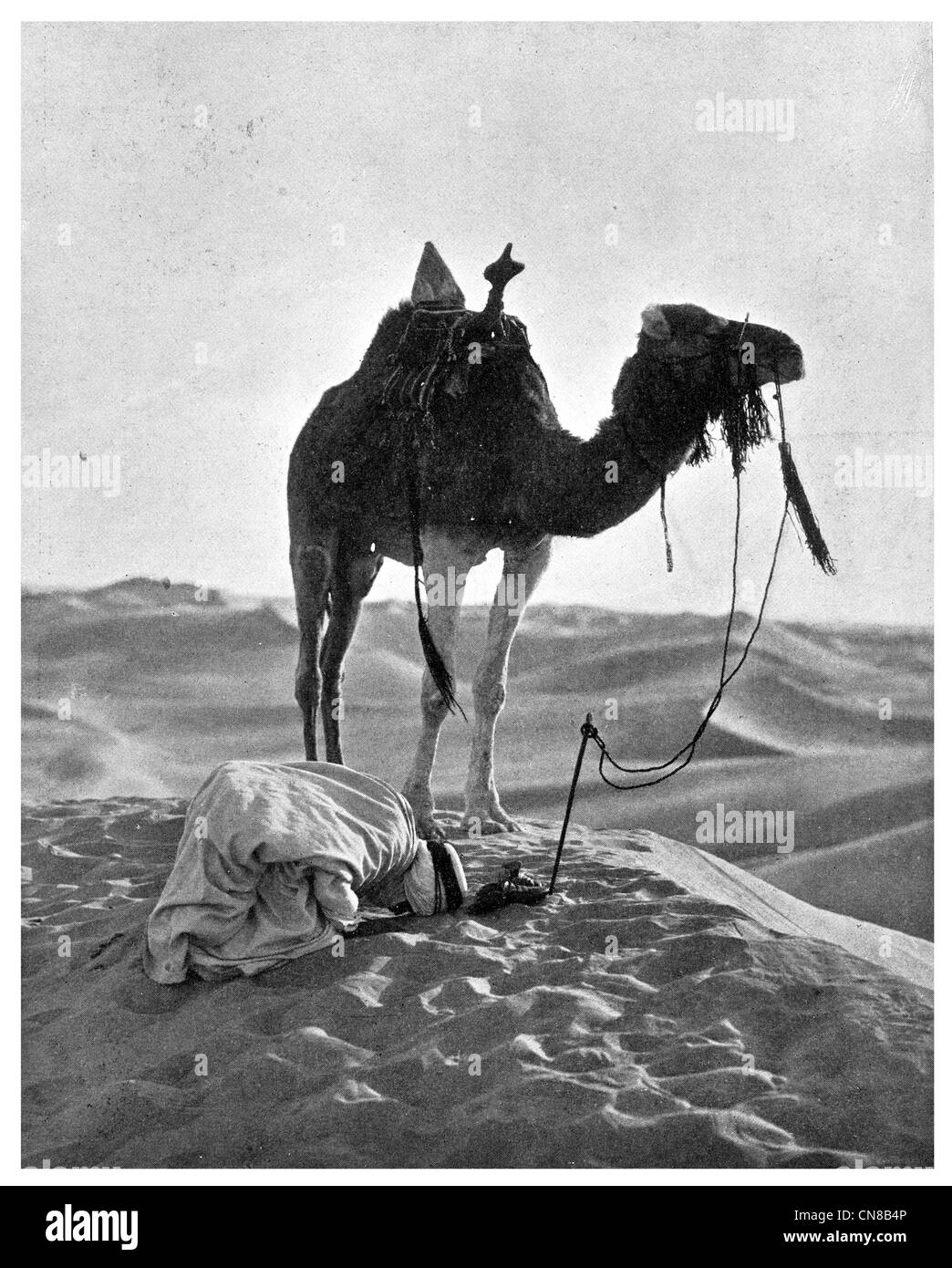 Erste veröffentlichte 1914 Wüste Morgengebet Kamel Fajr Gebet Stockfoto