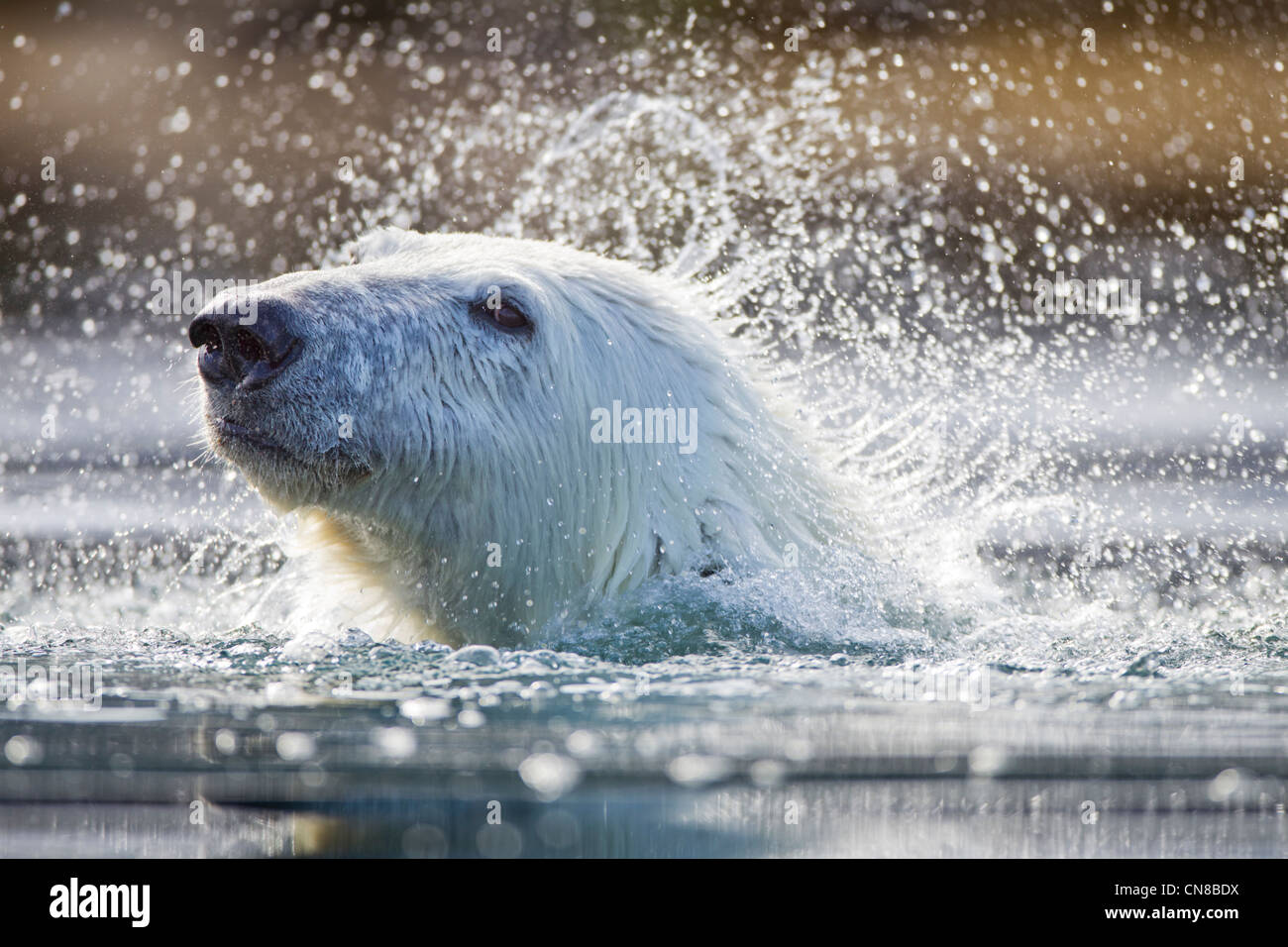 Norwegen, Svalbard, Spitzbergen Insel, close-up der Eisbär (Ursus Maritimus) schütteln seinen Pelzmantel beim Schwimmen Stockfoto