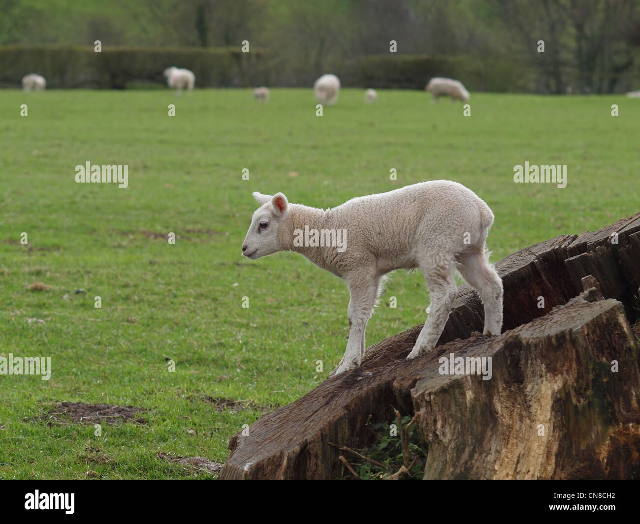 Verspielter Frühling Lamm stehend auf Baumstumpf in Wiese Stockfoto