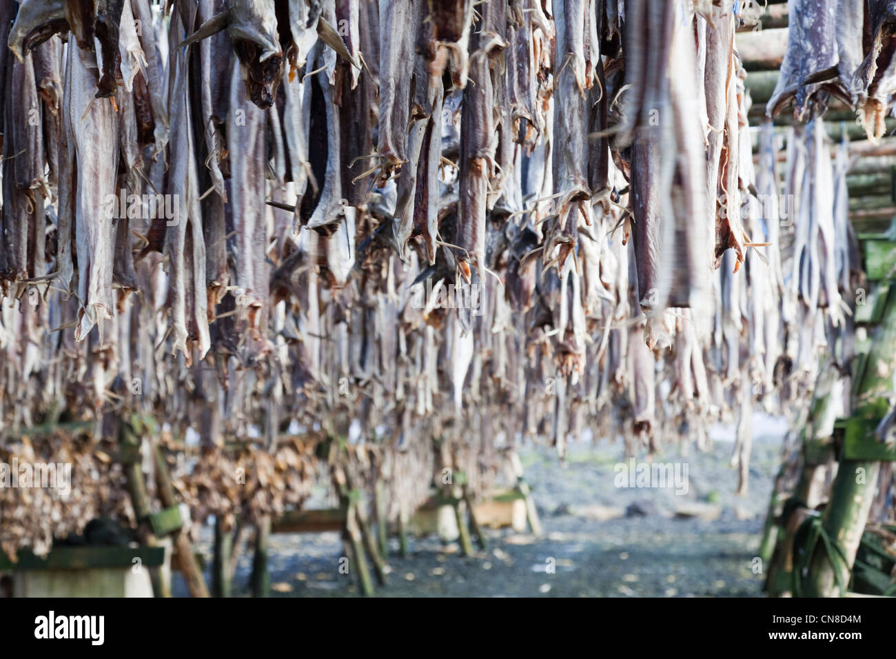 Reykjanes Halbinsel, südwestlich, Island. Sehr stinkende Fische Trocknen auf Gestellen. Stockfoto