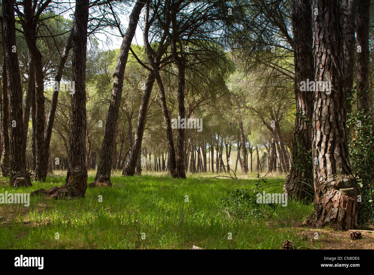 La Rocina Nature Reserve, Spanien Stockfoto