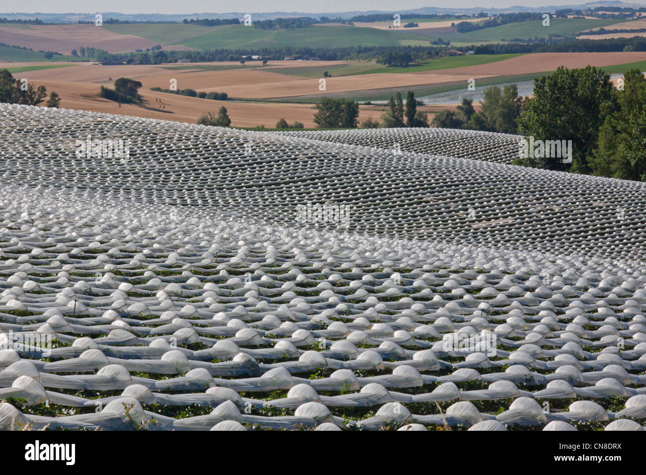 Die Charente Vielfalt der Melone (Cucurbitaceae) Anbau unter Kunststoff in einem Feld in der Nähe von Lectoure im Gers Region Frankreichs Stockfoto